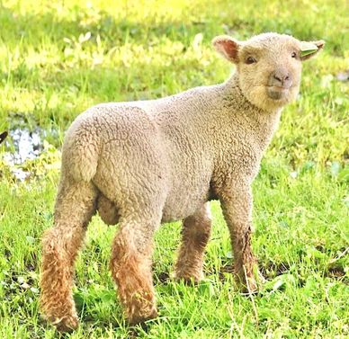 Miniature Southdown babydoll sheep for sale