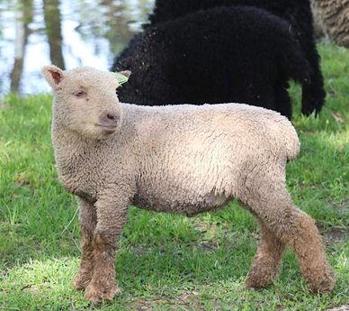 Miniature Southdown babydoll sheep for sale