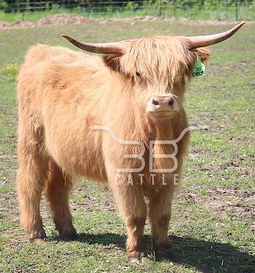Miniature Scottish highland heifer calf for sale 