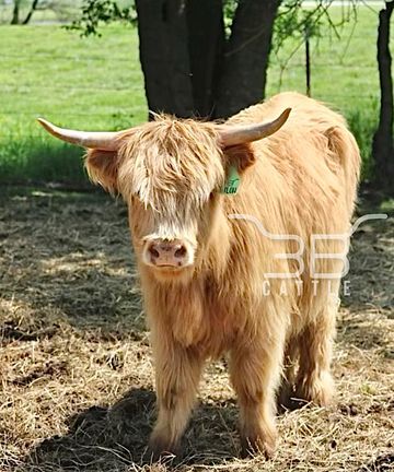 Miniature Scottish highland heifer MINI COW for sale 