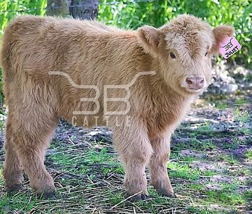 mini highland heifer for sale