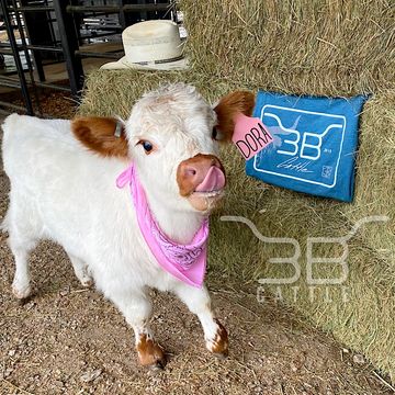 mini cow for sale