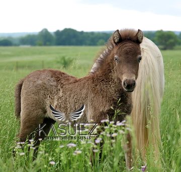 Double Registered Miniature Horse for sale