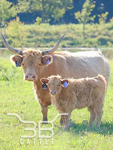 miniature highland cattle for sale