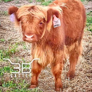 Mini Highland Cow for sale