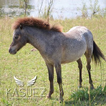 registered appaloosa miniature horse for sale