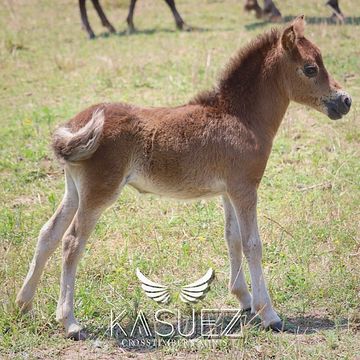 registered miniature filly horse for sale