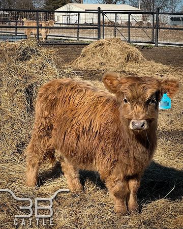miniature scottish highland cattle for sale 