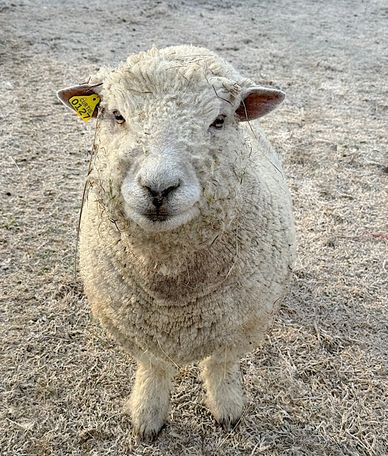 NABSSAR registered miniature Southdown babydoll sheep for sale 