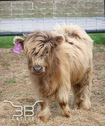 miniature highland cattle for sale 