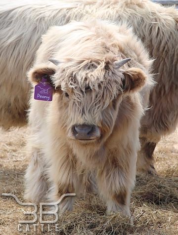 dun miniature highland heifer cow for sale 