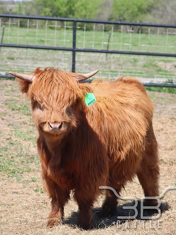 red mini highland cow for sale