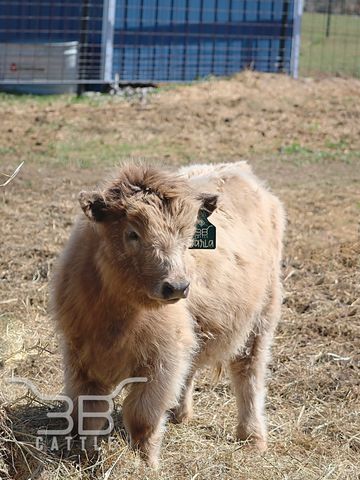 mini highland heifer cow for sale