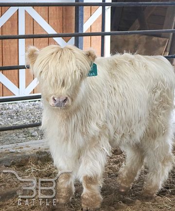 silver miniature highland heifer cow for sale