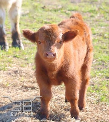 mini highland cattle calf for sale