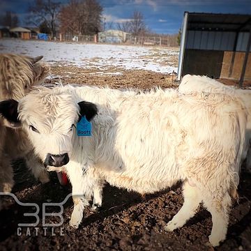 mini fluffy highpark bull