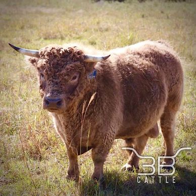 Micro miniature highland bull