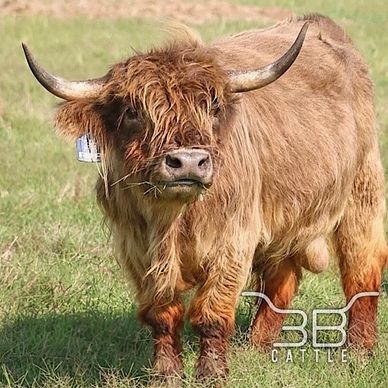 Miniature scottish highland bull