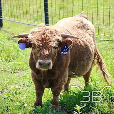 micro miniature highland bull