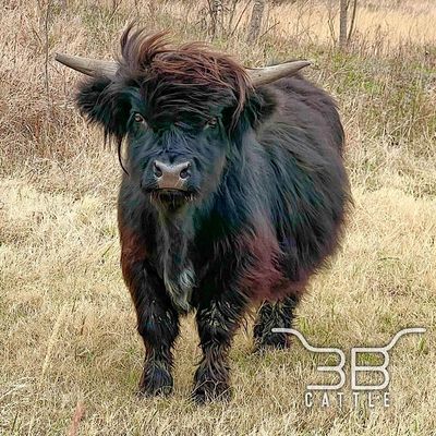 micro-mini chondro positive highland breeding bull