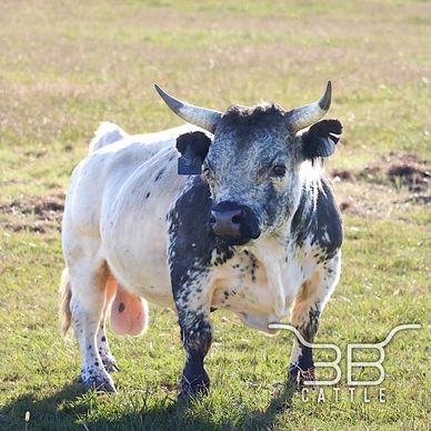 Micro miniature bull