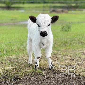 micro mini highpark heifer