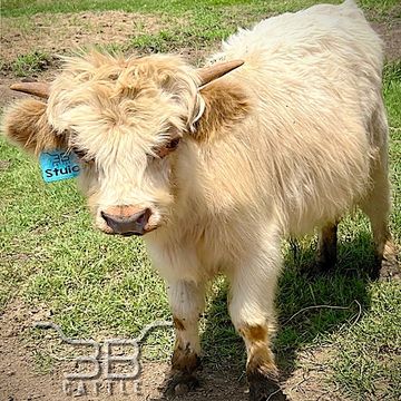 Miniature hairy highpark bull for sale