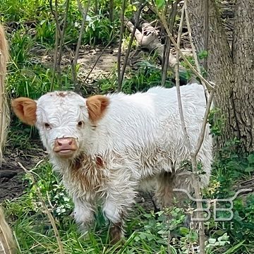 Miniature hairy highpark calf for sale