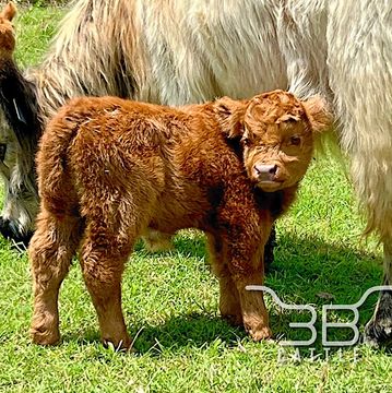 Scottish highland fluffy miniature calf for sale