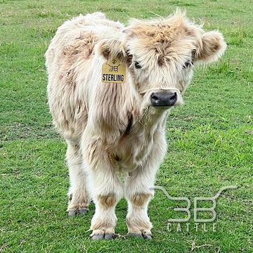 Silver Miniature highland bullcalf