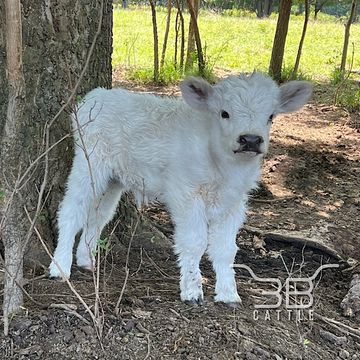 Micro miniature Scottish highland highpark silver tipped heifer