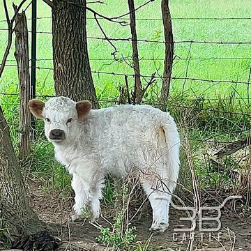 Micro miniature Scottish highland highpark heifer