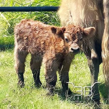 Micro miniature Scottish highland bull calf