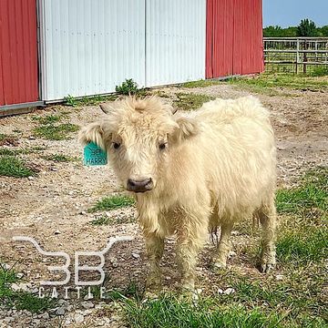 Micro miniature silver Scottish highland breeding bull for sale