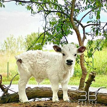 micro miniature fluffy cow for sale