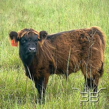 micro miniature highland bull for sale