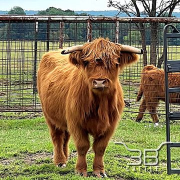 Miniature Scottish Highland for sale