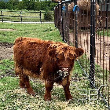 Mini Frosted Scottish Highland heifer calf