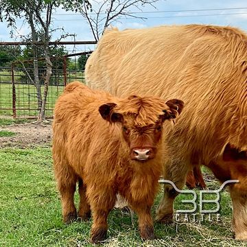 Miniature Scottish Highland heifer calf