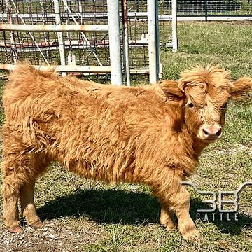 miniature scottish highland heifer for sale