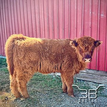 mini scottish highland heifer for sale