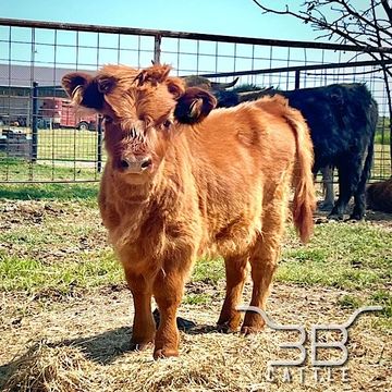 mini scottish highland heifer for sale