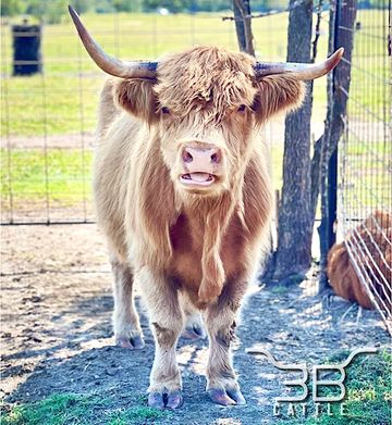 Miniature Scottish Highland for sale