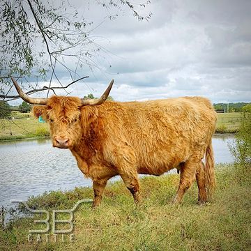 Frosted Yellow Scottish Highland Cow
