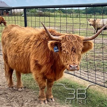 Dun Scottish Highland Cow Available