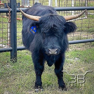 Black mini highland heifer for sale