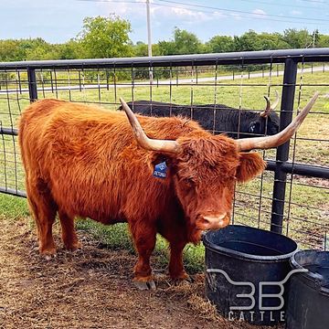 Scottish Highland Cow For Sale