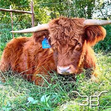 Fluffy red mini highland cow for sale