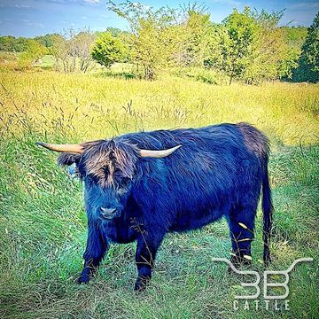 Black Highland Cow
