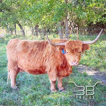 Scottish Highland Cow